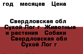 1 год 8 месяцев › Цена ­ 10 - Свердловская обл., Сухой Лог г. Животные и растения » Собаки   . Свердловская обл.,Сухой Лог г.